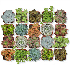 Altman Plants front view of 20-pack assortment showing variety and value