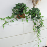 alyptus front view showing both potted vines and instant green decor benefit