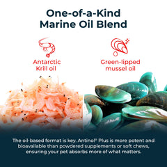 fresh green-lipped mussels representing Antinol source and natural support