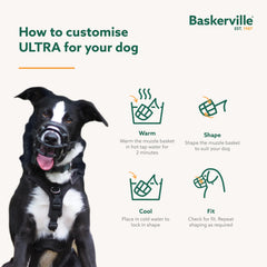 Baskerville ULTRA fitted on a Boxer demonstrating custom fit and relaxed panting