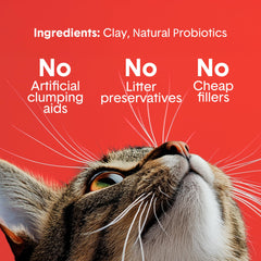 Boxiecat inside an automatic litter box showing smooth compatibility