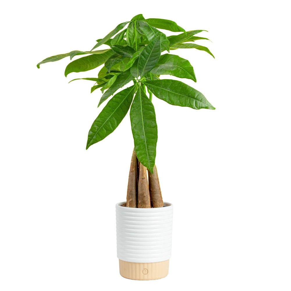 Costa Farms Money Tree front view showing full canopy and designer pot for instant decor