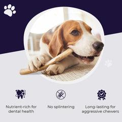 Devil Dog Pet Co antler in dog paws demonstrates engagement and longevity