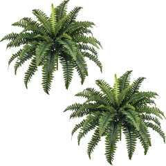 FOREST PRINCE front view of two bundled ferns showing full shape and coverage benefit