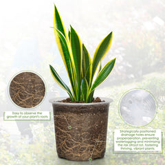FUIJOL transparent pot with visible roots, quick root health monitoring