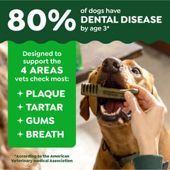 Small dog chewing Greenies petite treat demonstrating dental cleaning benefit