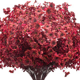 Grunyia front view of wine red boxwood bundles showing full set benefit