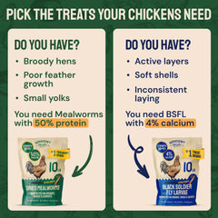 Hatortempt mealworms being eaten by chickens, promoting feather and egg support