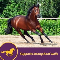 Horse Health label panel detailing ingredients and feeding directions benefit