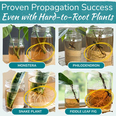 Houseplant Resource Center pouring liquid into a jar to boost cutting roots