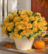 HyeFlora front view of fall mum bush showing vivid outdoor color and instant curb appeal