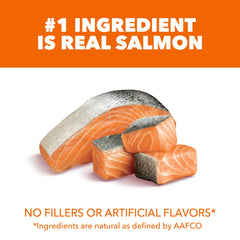 IAMS kibble close-up showing texture and high-protein salmon benefit