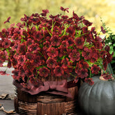INQCMY front view of 24-pack mums showing full planter coverage benefit