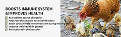 kimoe texture detail of mealworms highlighting crunchy nutrition