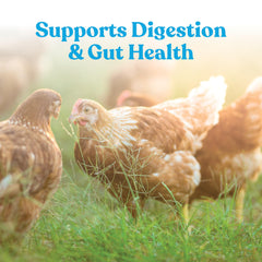 Manna Pro mixed solution in poultry drinker encouraging faster rehydration