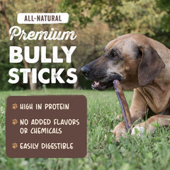 Mighty Paw dog chewing a 12-inch stick outside for prolonged activity