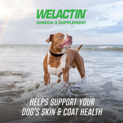 Nutramax Welactin soft chew close-up highlighting palatable texture