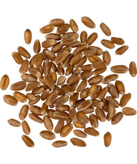 Palouse Brand closeup of wheat berry texture highlighting fresh whole grain quality