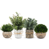 PENGYEE front view of 4-pack white pulp pots showing coordinated greenery benefit