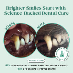 Pet Honesty scoop lifting powder to show serving size and simple daily dosing