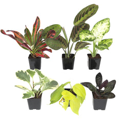 Plants for Pets front packaging showing all six potted plants and branding for easy unboxing