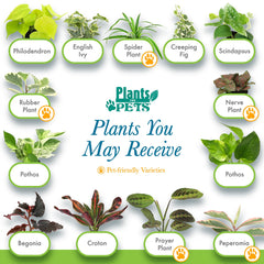 Plants for Pets pothos leaf detail highlighting resilient foliage for bright indoor spots