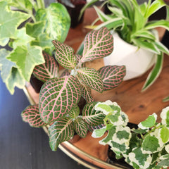 Plants for Pets six plant arrangement styled on a shelf offering instant home greenery
