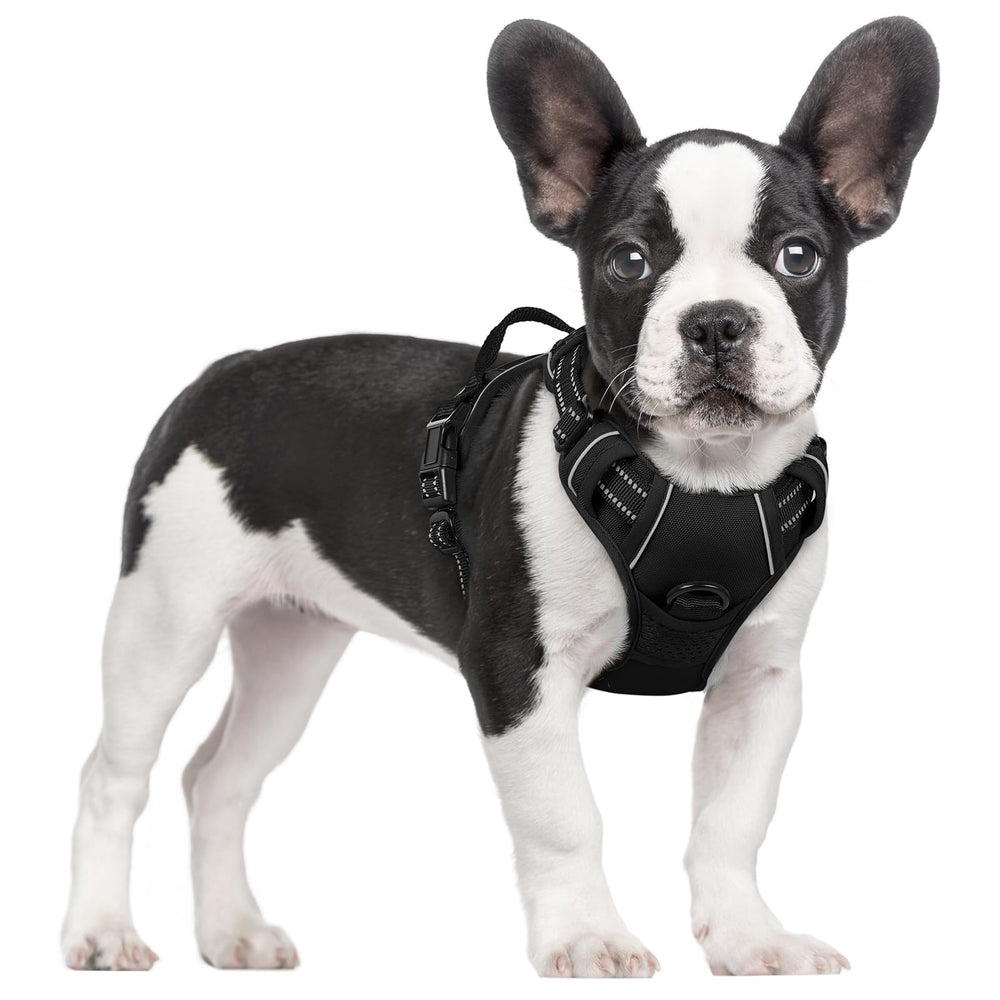 rabbitgoo front view small dog harness showing fit and control