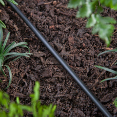 Raindrip installed in garden as feeder line delivering water efficiently to plants