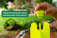 RESCUE! trap placed near plants illustrating beetle diversion benefit