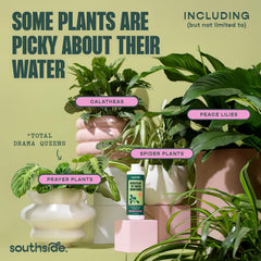 Southside Plants used in a hydroponic reservoir to improve water safety