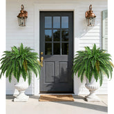 Waipfaru hanging fern front view showing lush full foliage benefit