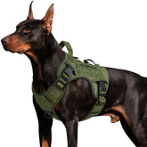 WINGOIN harness front view showing durable shape and comfortable fit benefit: long-lasting wear