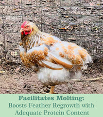WORMSKING chick pecking larvae treat demonstrating palatability benefit: encourages natural foraging
