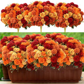 XunYee front view of burnt orange faux mums showing pack of 12 and vibrant colors
