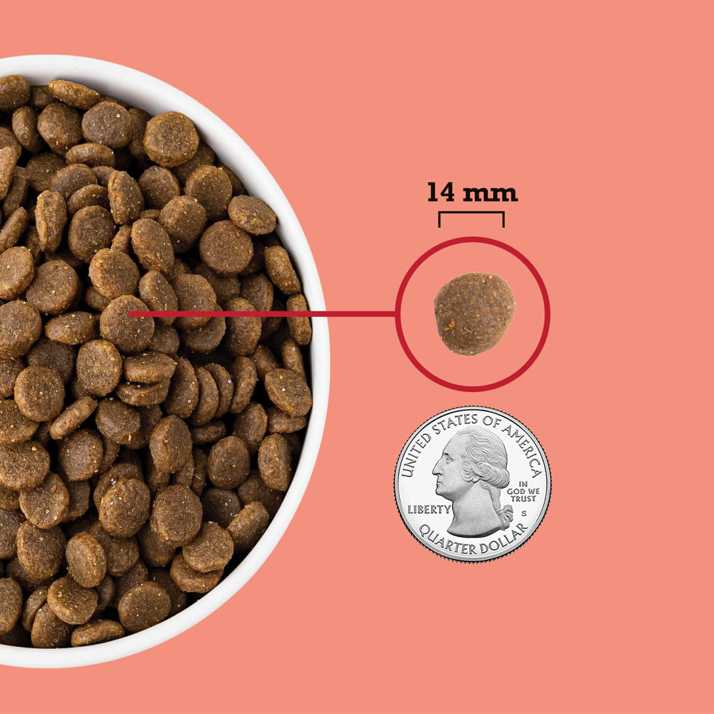 ACANA kibble in bowl ready to serve for appetite appeal
