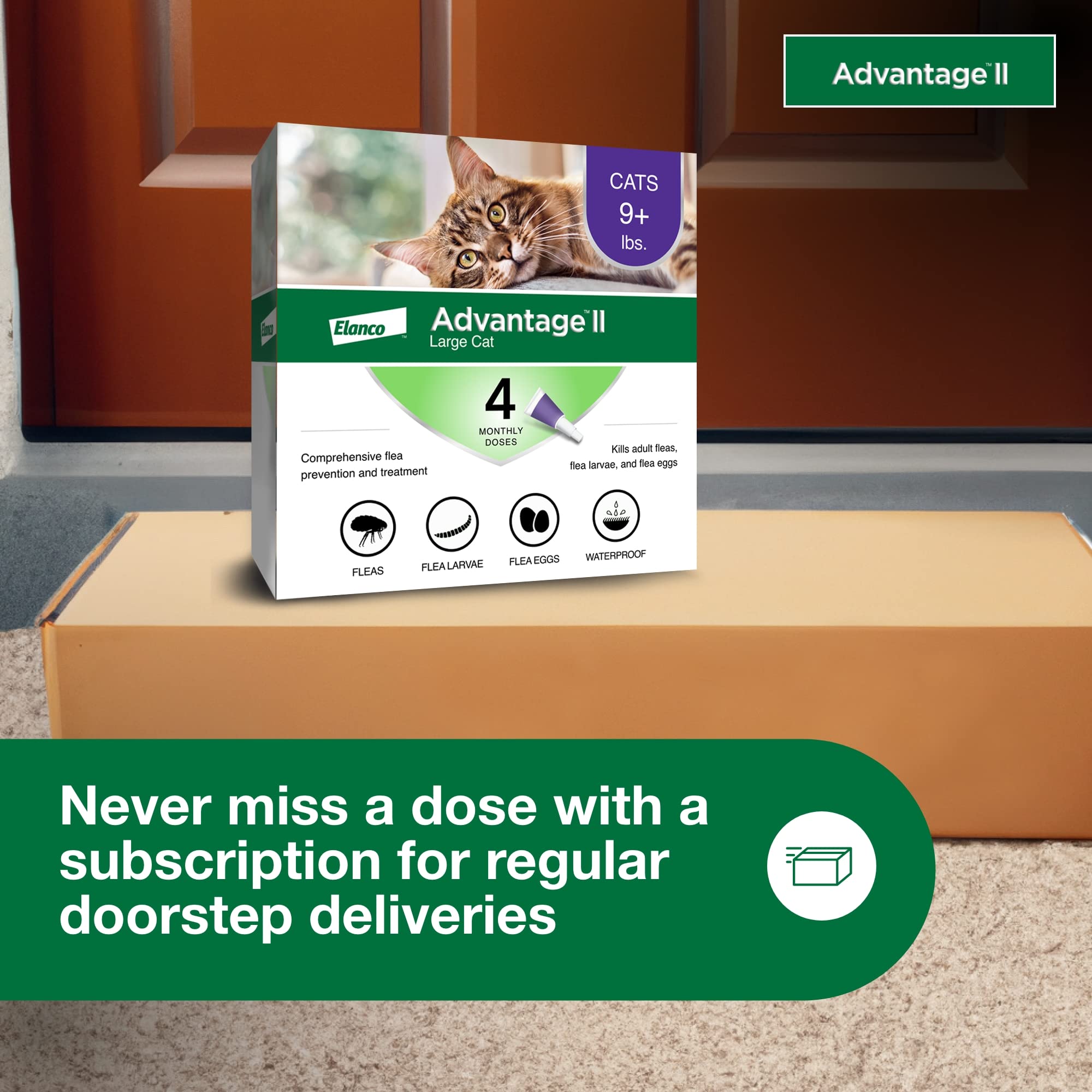 Calm cat after application illustrating fast-acting flea relief