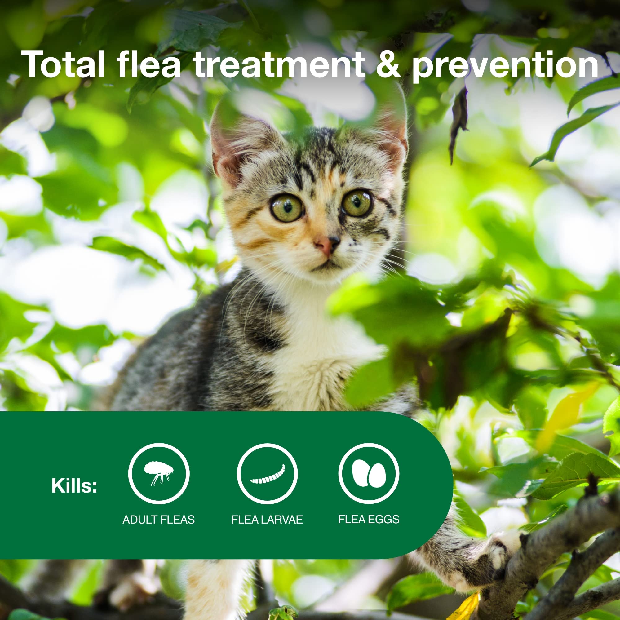 Advantage brand being applied to kitten neck showing fast spot-on control