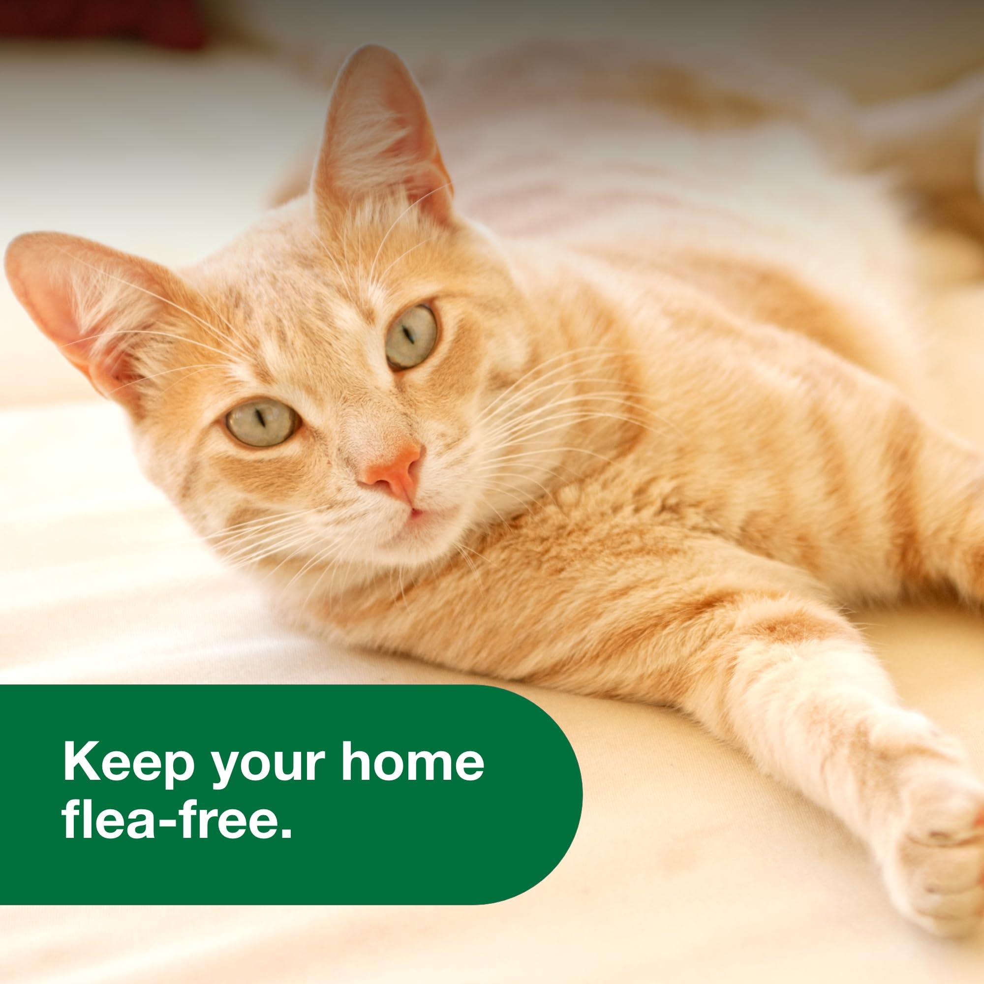 Advantage application under couch illustrating access to hard-to-reach pest hiding spots