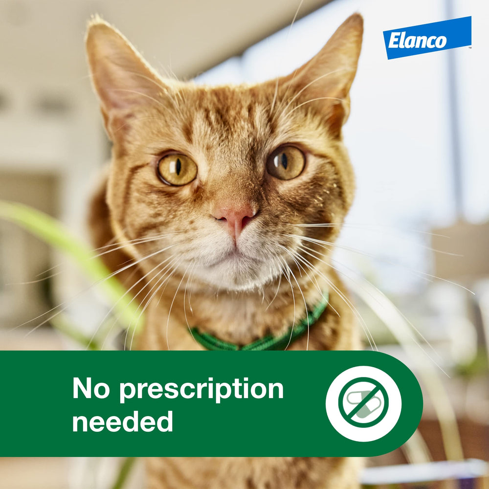 Advantage on cat outdoors showing reliable flea protection