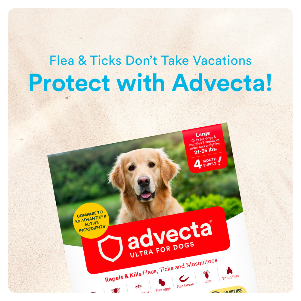 Owner applying Advecta to dog between shoulder blades, safe application