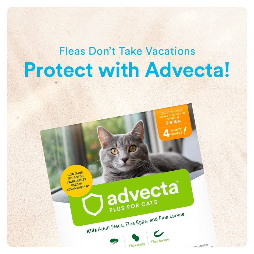 Cat relaxed on couch after Advecta treatment showing comfortable protection