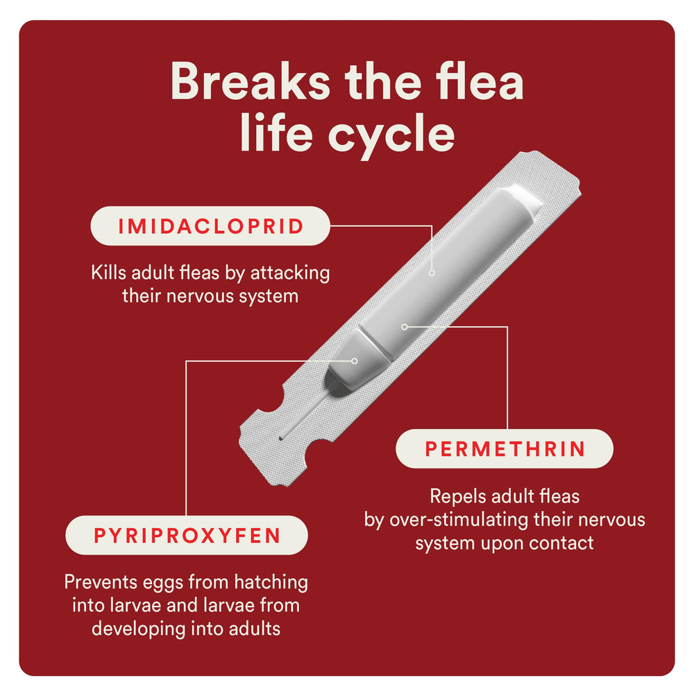 Close-up of Advecta topical drop on fur, fast-acting coverage visual