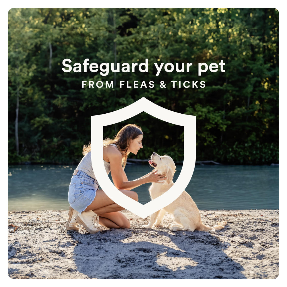 Dog splashing in water after Advecta application, waterproof protection