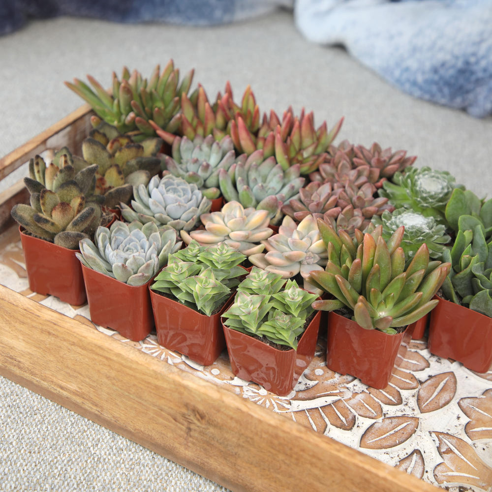 Altman Plants succulent centerpiece on table demonstrating décor use