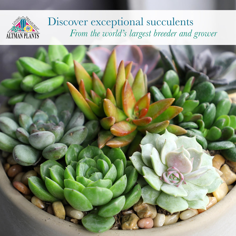 Altman Plants group of potted succulents arranged for display and gifting