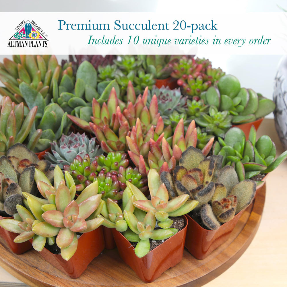Altman Plants contrasting textures and colors for mixed arrangements