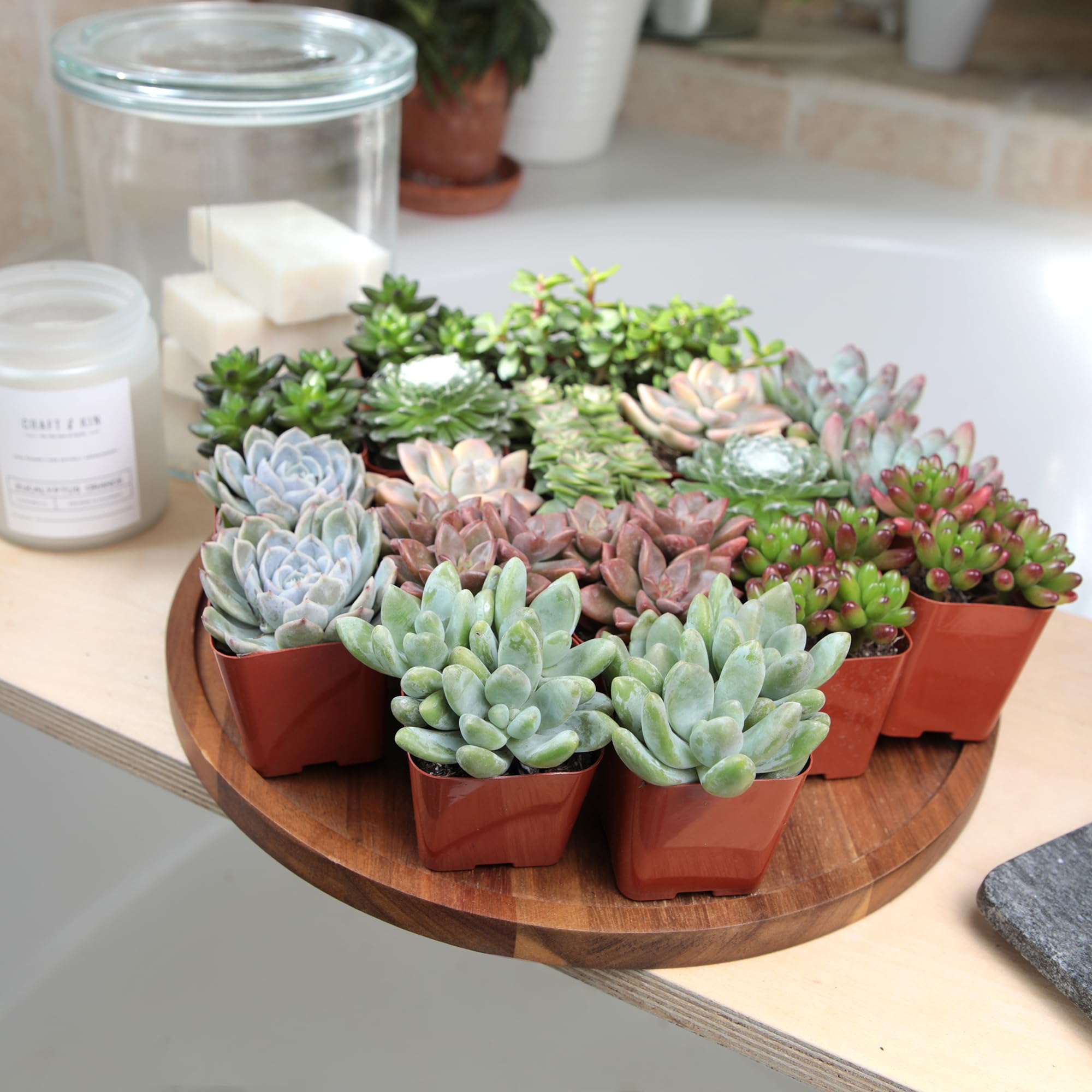 Altman Plants trailing succulent detail highlighting texture and resilience