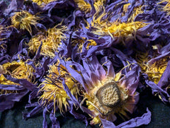 Ankhclave lotus flower close-up showing hand-picked texture and quality