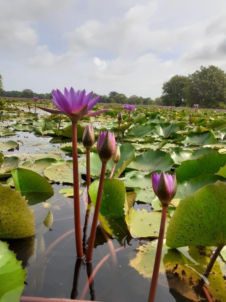 Ankhclave lotus next to a ruler showing 1oz bag size for portioning
